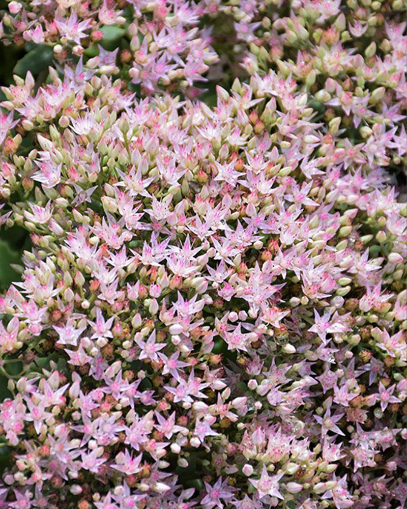 Sedum Rock 'N Round 'Pure Joy' 1 Gallon