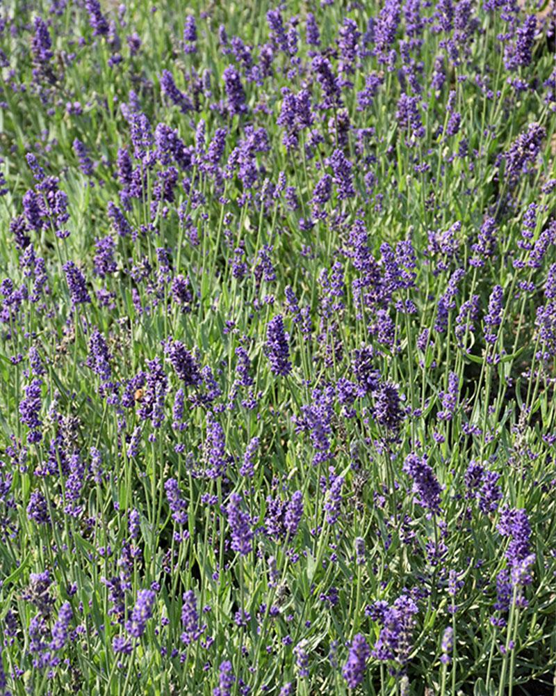 Lavandula 'Big Time Blue' 1 Gallon