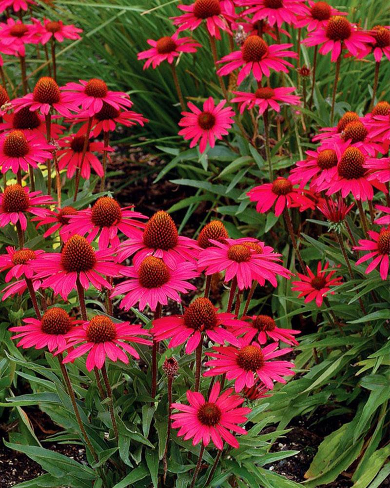 Echinacea 'Glowing Dream' 1 Gallon