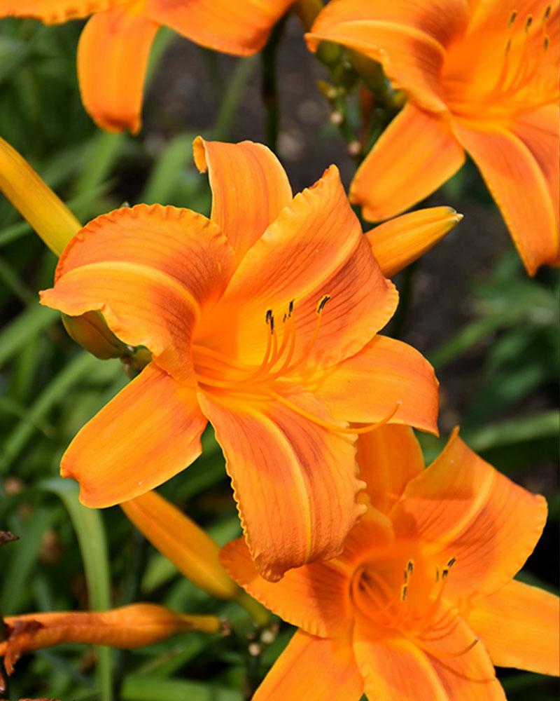 Hemerocallis 'Rocket City' 1 Gallon