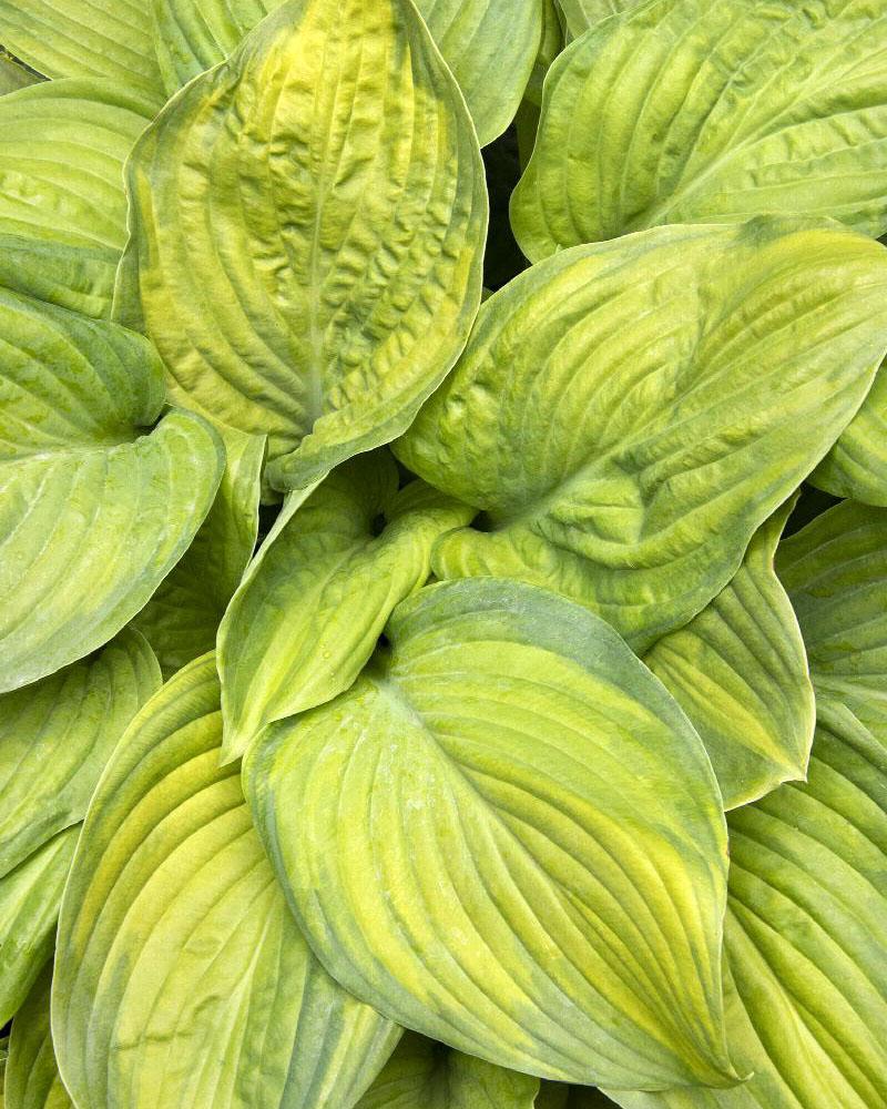 Hosta 'Guacamole' 2 Gallon