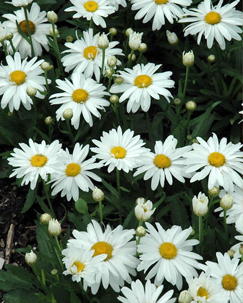 Leucanthemum 'Whoops-A-Daisy' 1 Gallon