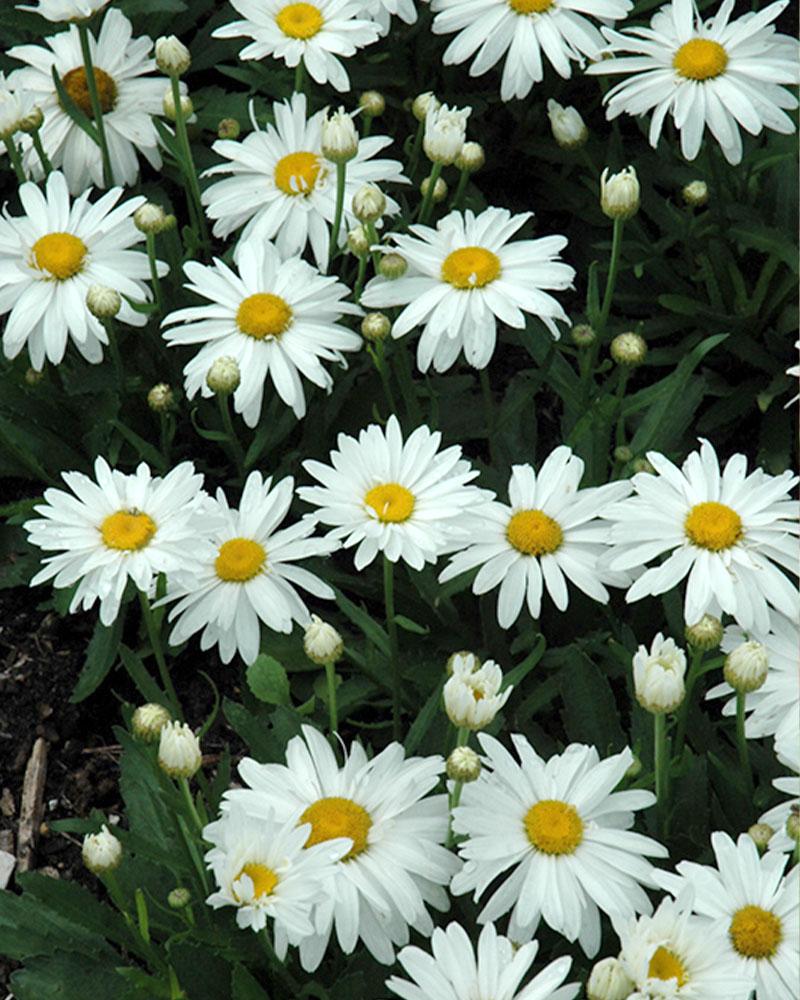 LEUCANTHEMUM WHOOPS A DAISY