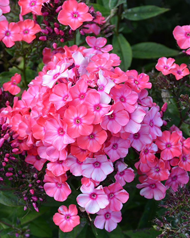 Phlox Garden Girls 'Glamour Girl' 1 Gallon