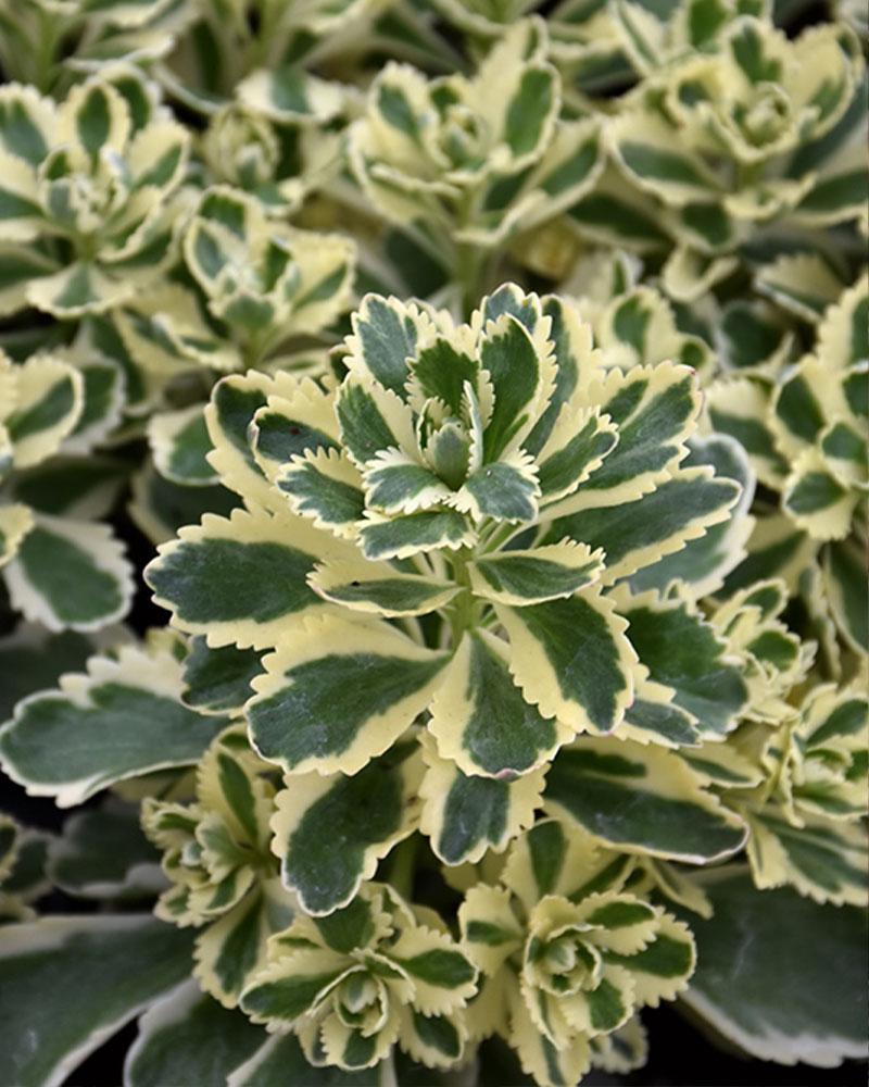 Sedum 'Atlantis' 3.25 Inch