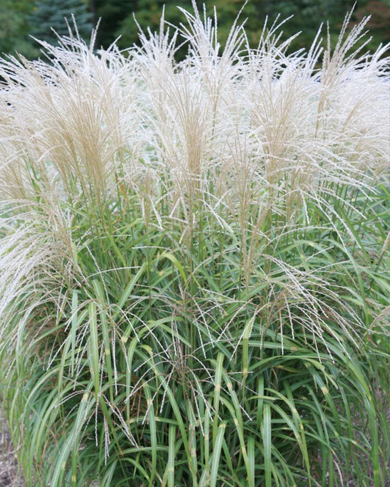 Grass Miscanthus 'All's Spotted' 2 Gallon