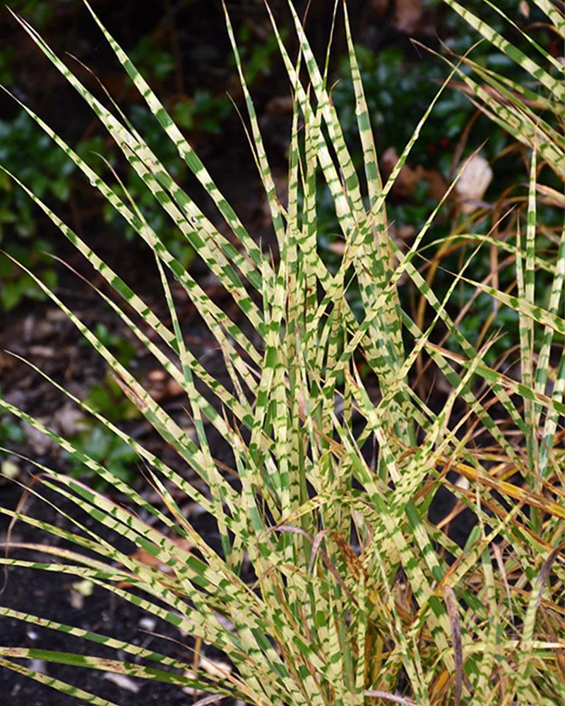 Grass Miscanthus 'Gold Breeze' 1 Gallon