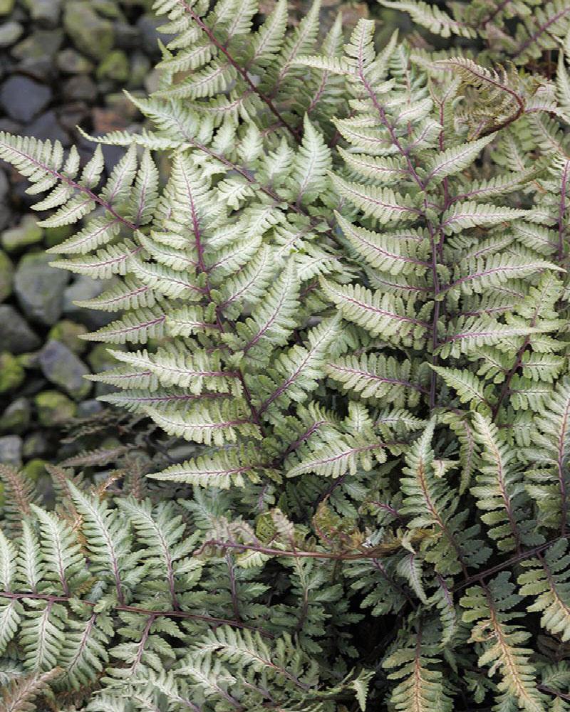 Fern Japanese Painted 'Godzilla' 1 Gallon