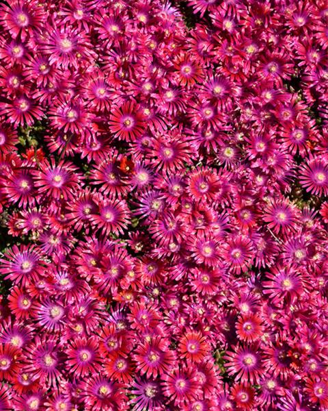 Delosperma 'Granita® Raspberry' 3.25 Inch