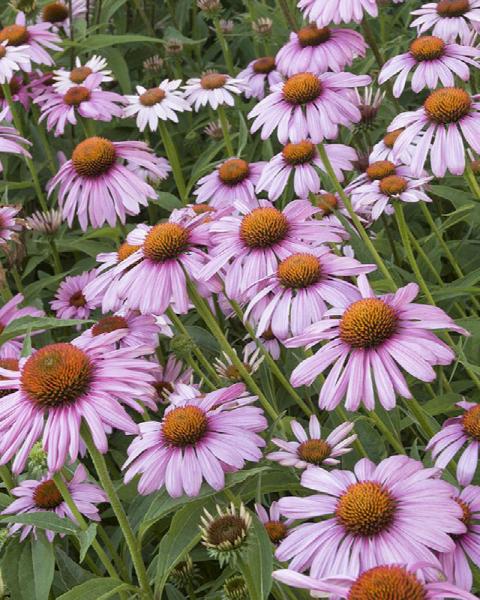 Echinacea 'Magnus' 1 Gallon