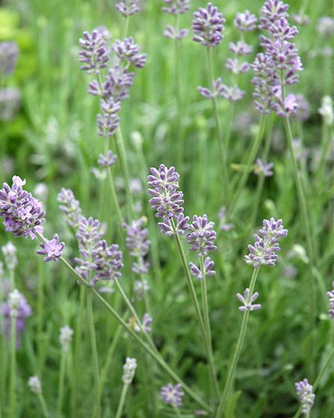 Lavandula 'Baby Blue' 1 Gallon