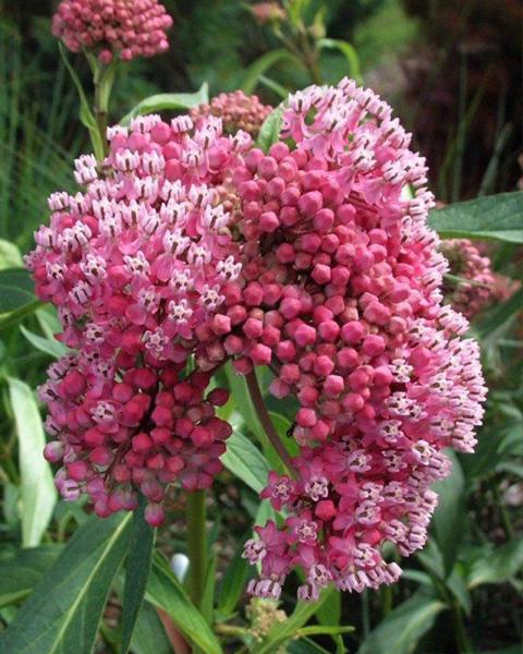 Asclepias 'Cinderella' 1 Gallon