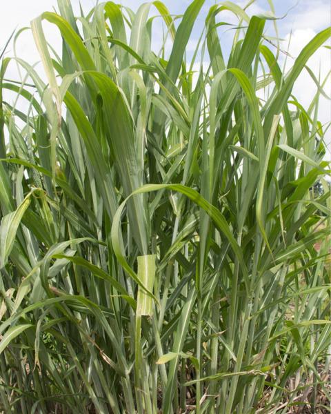 Grass Miscanthus 'Big Kahuna' 5 Gallon