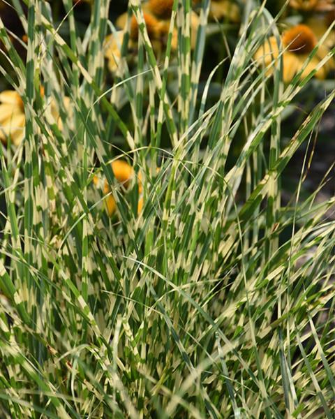 Grass Miscanthus 'Bandwidth' 3 Gallon