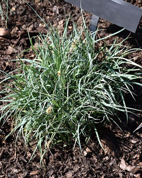 Grass Carex 'Blue Zinger' 1 Gallon
