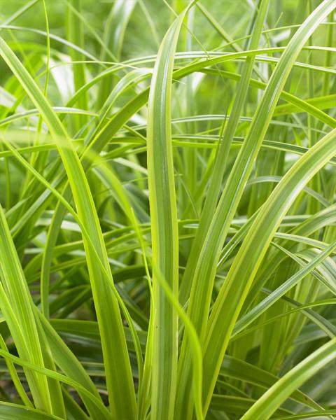 Grass Carex Evercolor® 'Everlime' 1 Gallon