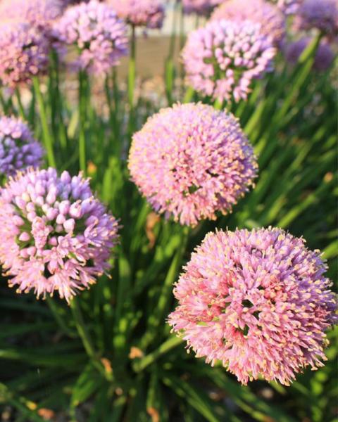 Allium 'Balloon Bouquet' 1 Gallon