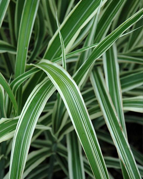 Grass Miscanthus 'Cosmopolitan' 2 Gallon