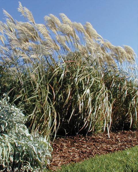 Grass Miscanthus 'Malepartus' 2 Gallon