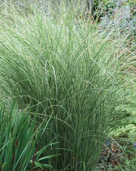 Grass Miscanthus 'Morning Light' 2 Gallon