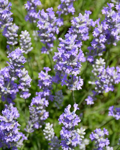 Lavandula 'Blue Cushion' 1 Gallon