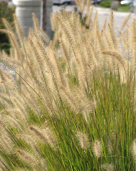 Grass Pennisetum 'Hameln' 1 Gallon