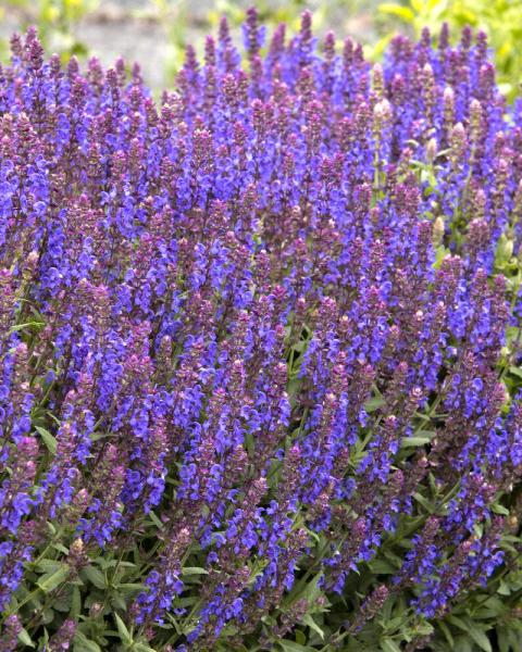 Salvia Apex 'Blue' 1 Gallon