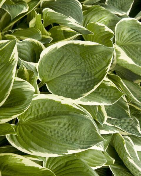 Hosta 'Francee' 1 Gallon