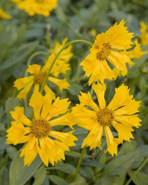 Coreopsis 'Jethro Tull' 1 Gallon