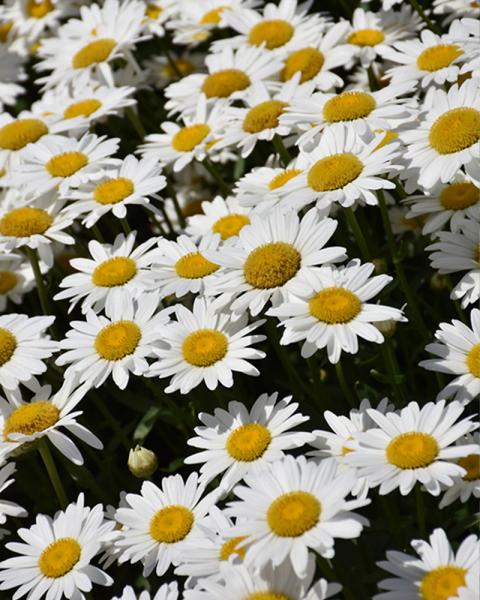 Leucanthemum 'Becky' 2 Gallon