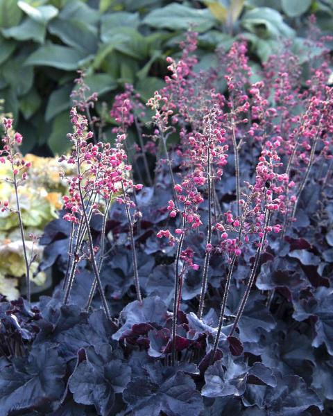 Heuchera 'Black Forest Cake' 1 Gallon