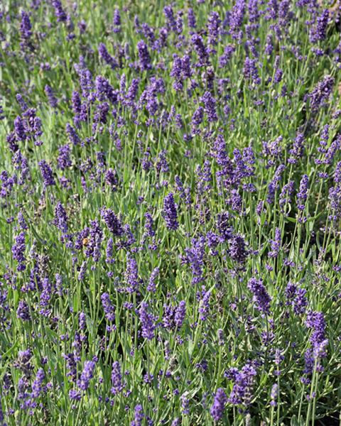 Lavandula 'Big Time Blue' 1 Gallon