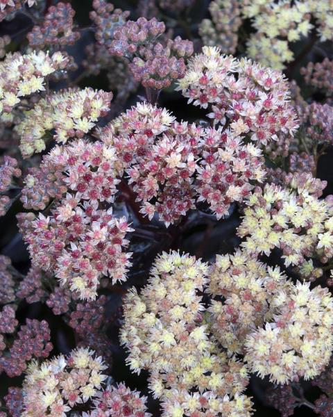 Sedum 'Conga Line' 1 Gallon