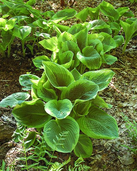 Hosta 'Frances Williams' 2 Gallon