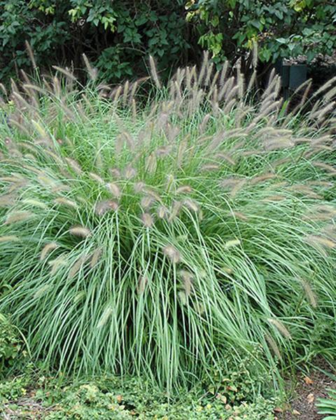 Grass Pennisetum alopecuroides 1 Gallon