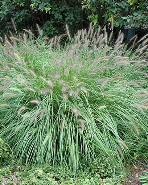 Grass Pennisetum alopecuroides 1 Gallon
