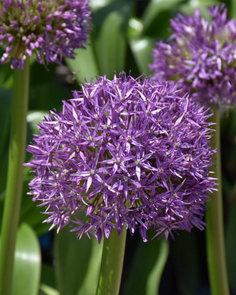 Allium 'Globemaster' 2 Gallon