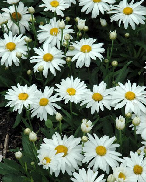 Leucanthemum 'Whoops-A-Daisy' 1 Gallon