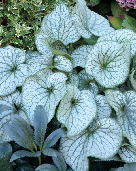 Brunnera 'Alexander's Great' 1 Gallon