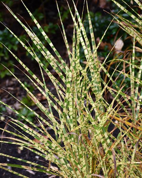 Grass Miscanthus 'Gold Breeze' 1 Gallon