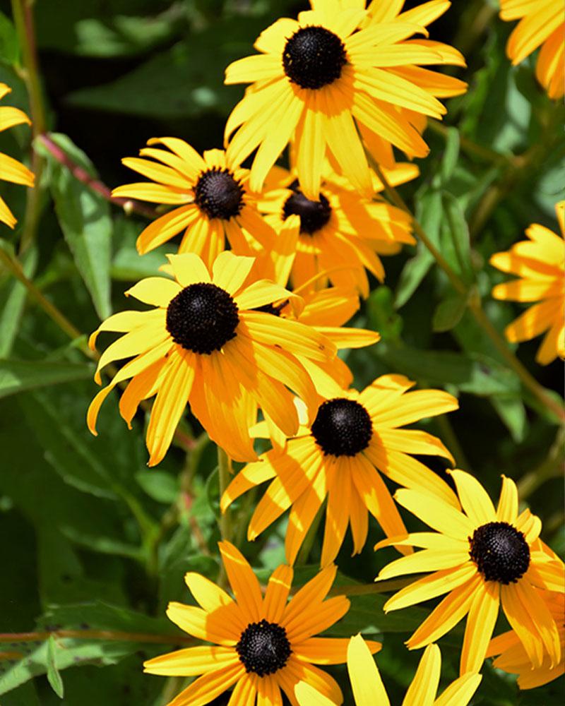 Rudbeckia 'Goldsturm' 19 Cm