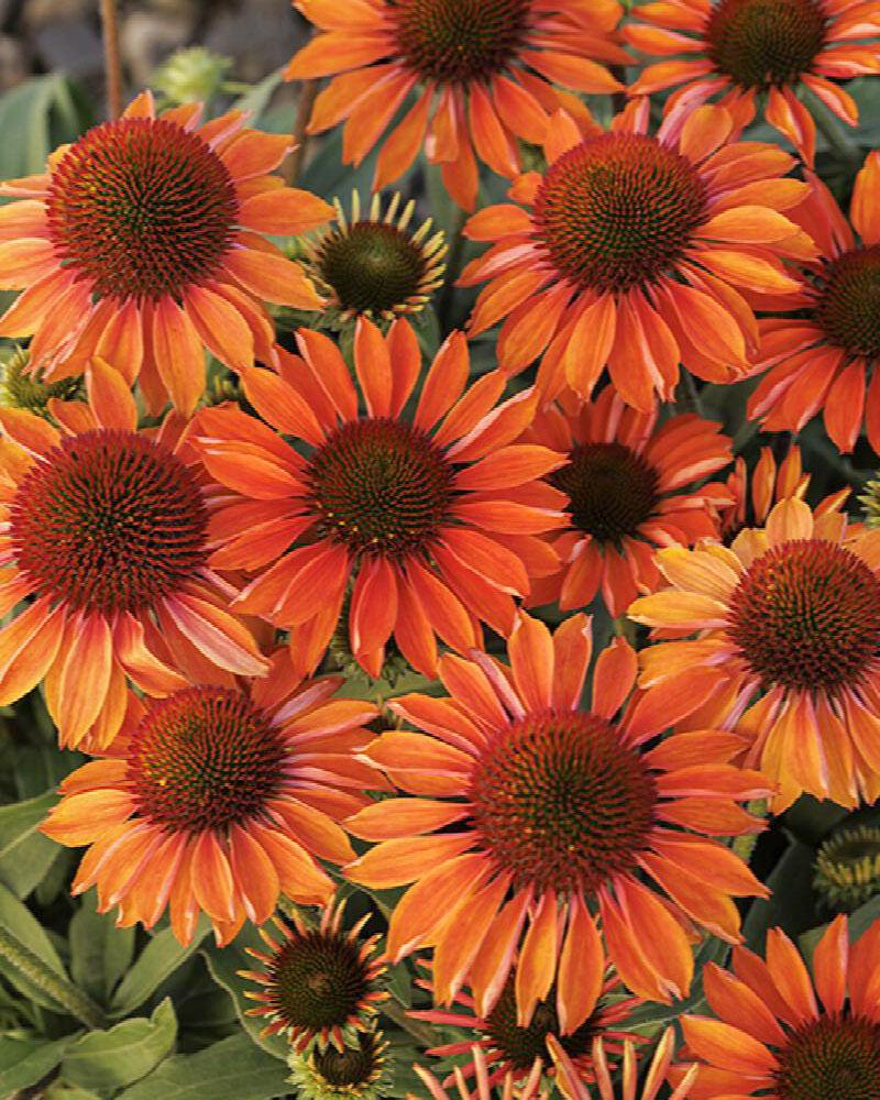 Echinacea Prima 'Ginger' 1 Gallon