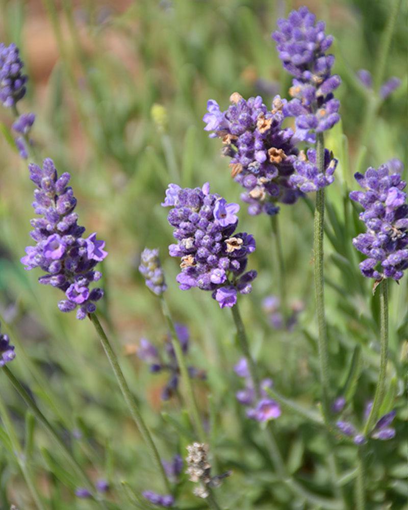 Lavandula 'Ellagance Purple' 1 Gallon