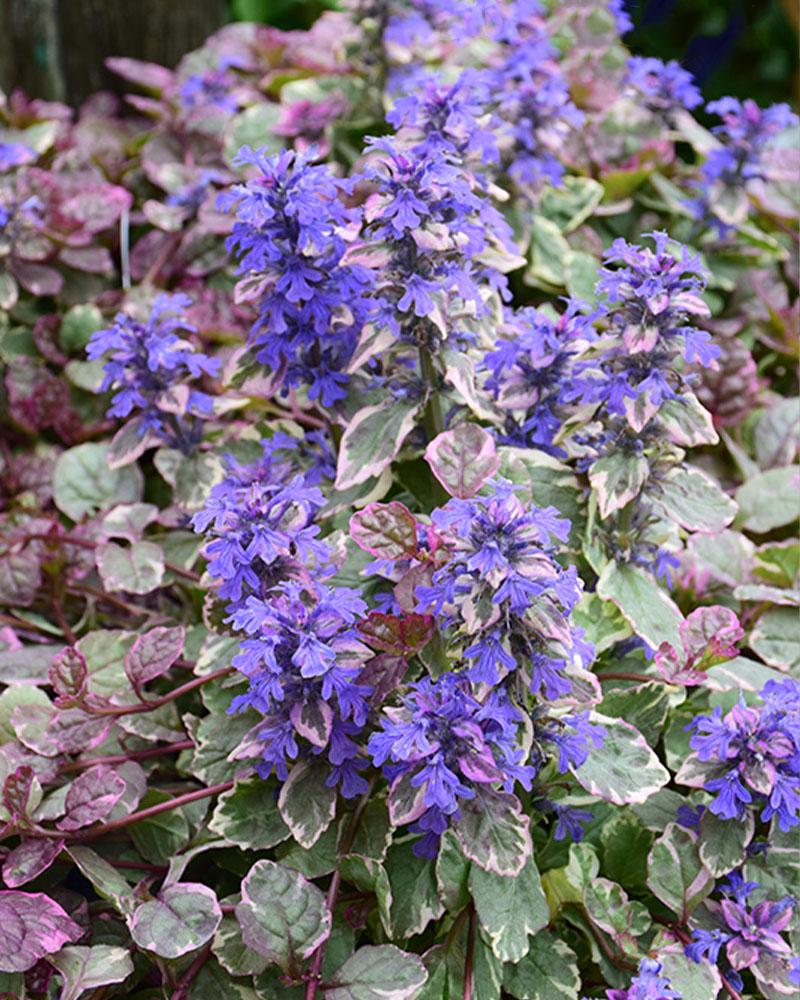 AJUGA BURGUNDY GLOW 24C