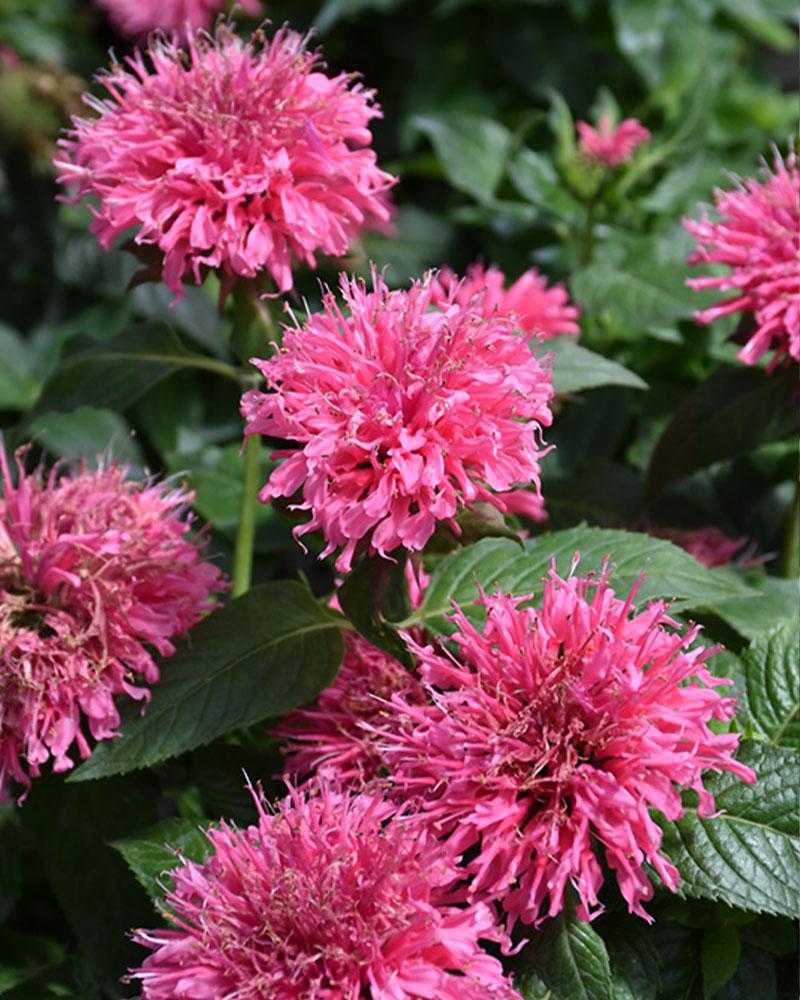 Monarda Sugar Buzz® 'Bubblegum Blast' 1 Gallon