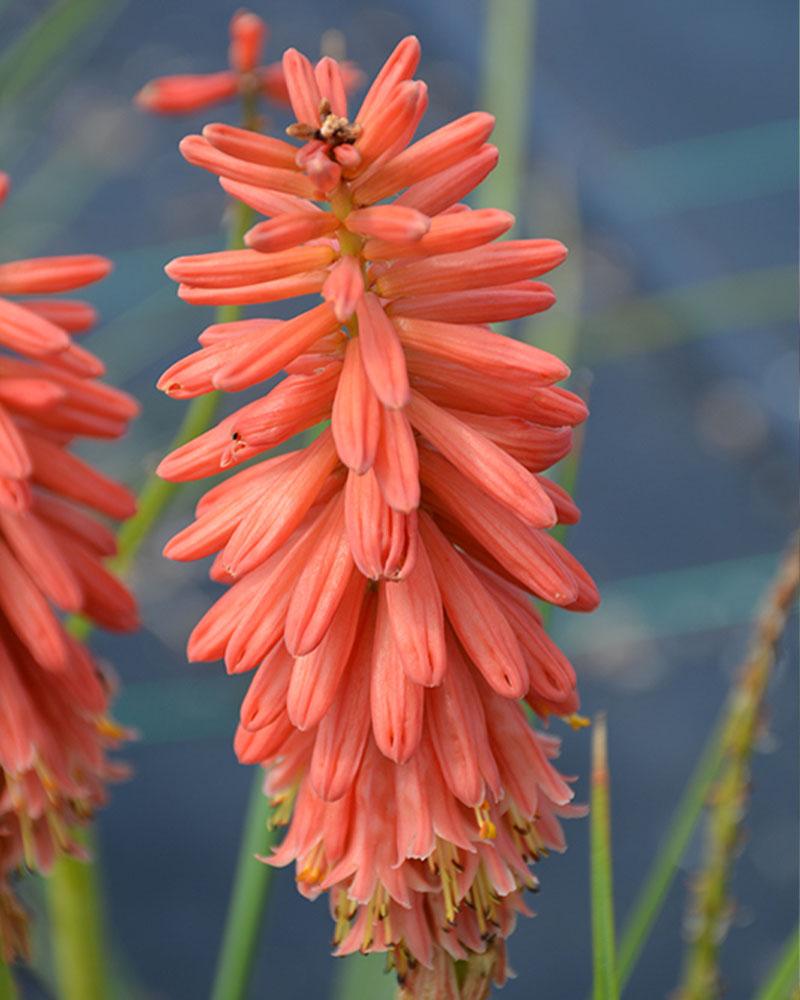 Kniphofia 'Redhot Popsicle0'