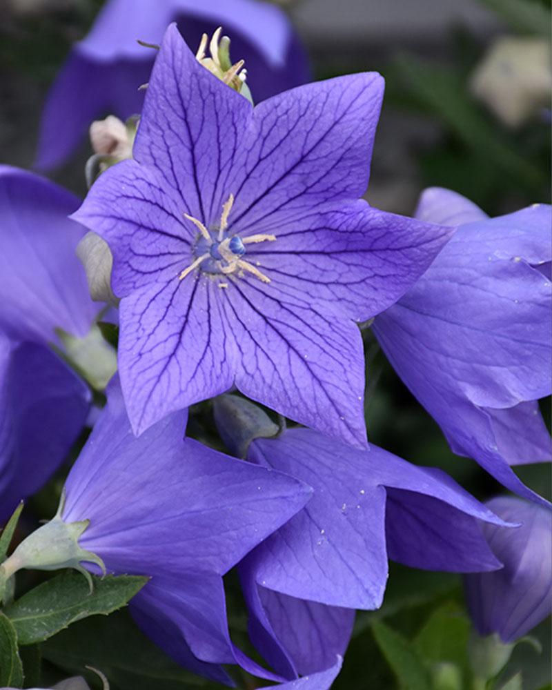 Platycodon 'Sentimental Blue' 1 Gallon