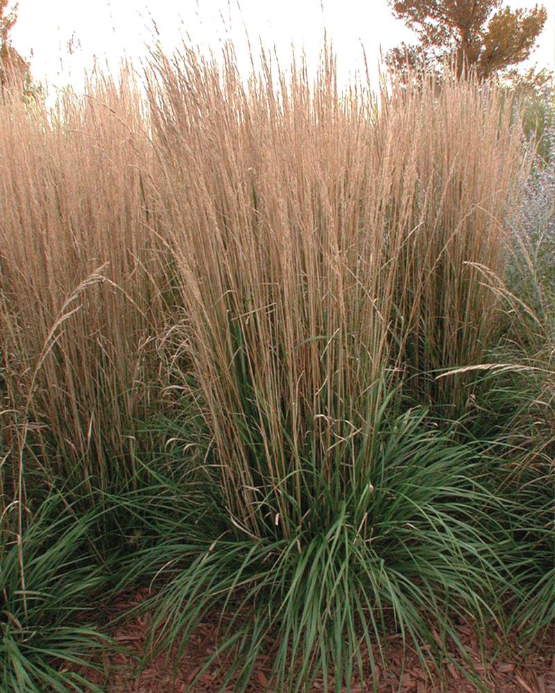 Grass Calamagrostis 'Karl Foerster' 2 Gallon