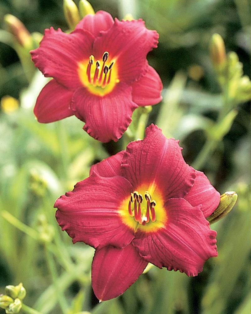 Hemerocallis 'Pardon Me' 2 Gallon