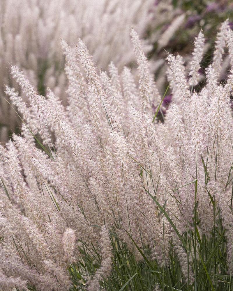 Grass Pennisetum 'Karley Rose' 2 Gallon